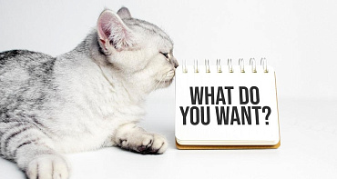 Все звуки, издаваемые кошками