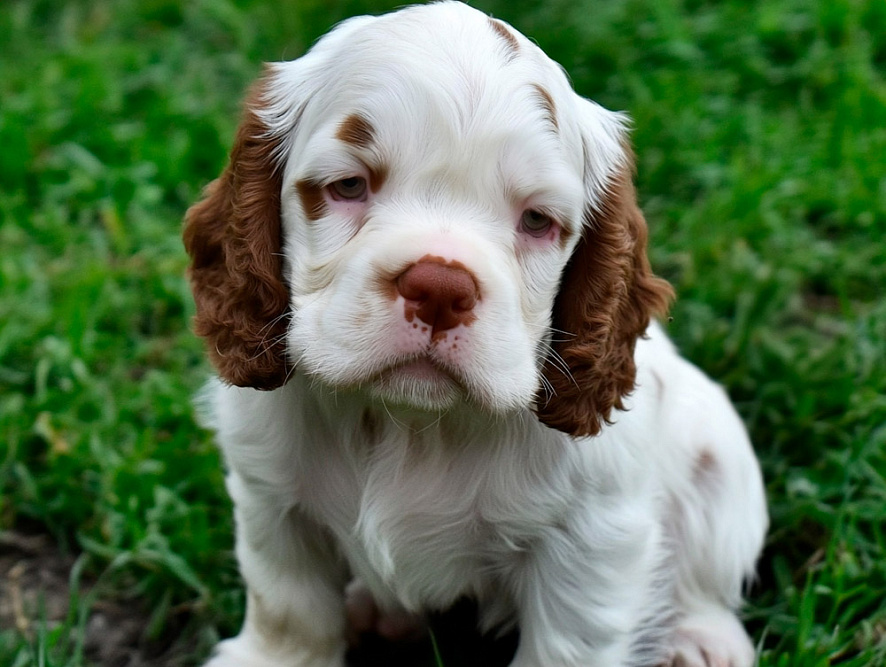 Взрослый кламбер-спаниель