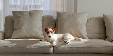 Уход и содержание джек-рассел-терьера