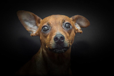 Все виды собак породы пинчер с фото