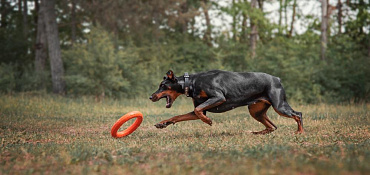 Дрессировка и воспитание добермана