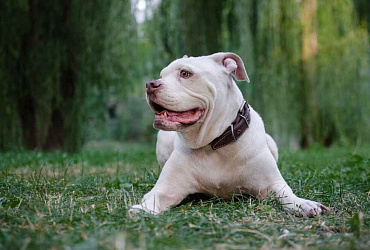 Сколько живут американские бульдоги – средняя продолжительность жизни и влияющие на нее факторы