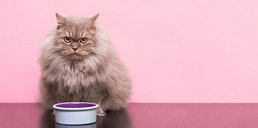 Как правильно выбрать миску для кошки