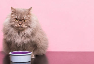 Как правильно выбрать миску для кошки