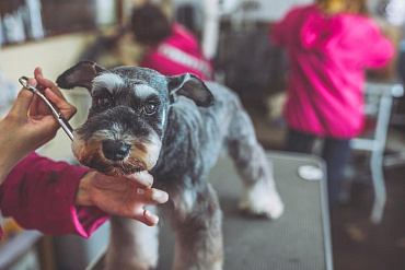 Стрижка цвергшнауцера дома или в салоне