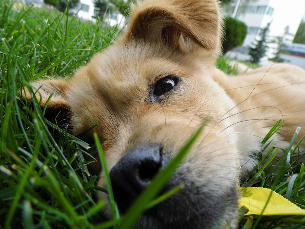 Желтуха у собак: причины возникновения, последствия, диагностика и лечение