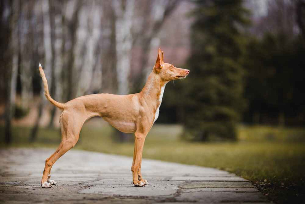 Изображениe — Чирнеко дель Этна стоит боком Чирнеко дель Этна стоит боком