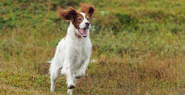 Все виды легавых пород собак