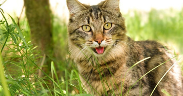 Почему кошка дышит с открытым ртом: 15 причин