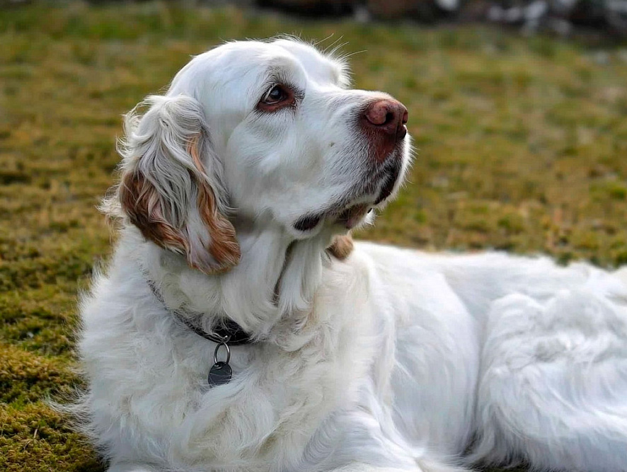 Кламбер-спаниель отдыхает