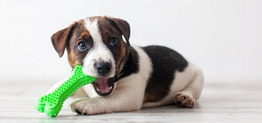 Какие игрушки нужны для щенка
