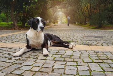 Самые большие собаки в мире: ТОП-20 пород