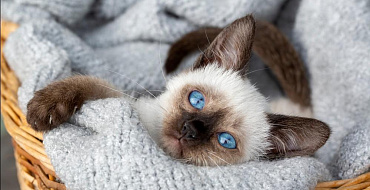 Как назвать сиамскую кошку: имена для девочек