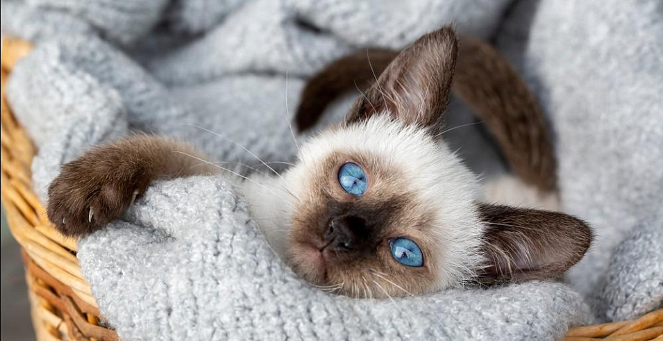 Как назвать сиамскую кошку: имена для девочек