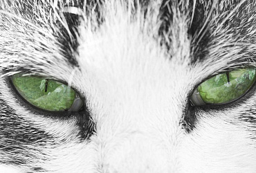 ТОП-20 пород кошек с зелеными глазами