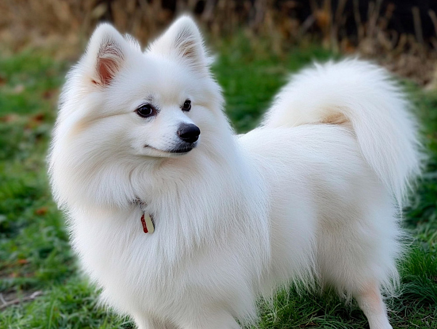 Вольпино итальяно белого окраса