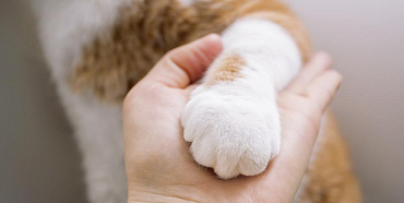 Как научить кота давать лапу