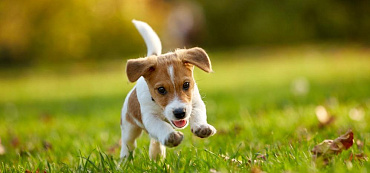 Клички для джек-рассел-терьера – мальчика