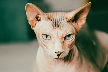 Сколько живут канадские сфинксы – средняя продолжительность жизни и ее этапы