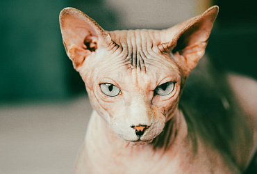 Сколько живут канадские сфинксы – средняя продолжительность жизни и ее этапы