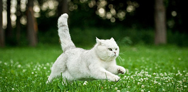 Как ухаживать за британскими котятами и взрослыми кошками