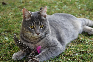 Топ-10 самых умных пород кошек