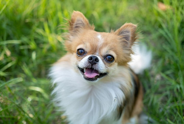 Болезни чихуахуа: признаки, лечение и профилактические мероприятия 