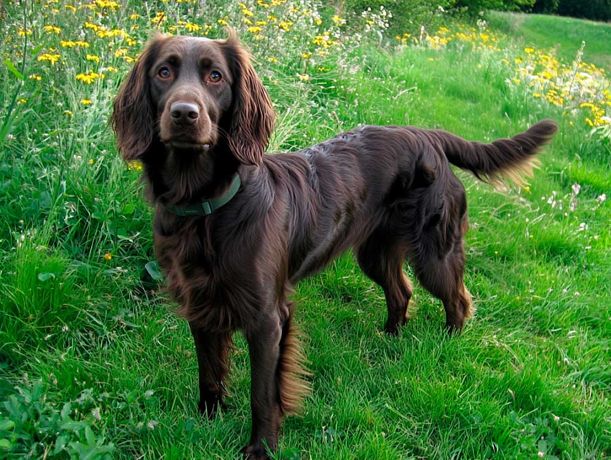 Изображениe — Лангхаар стоит на зеленой траве Лангхаар стоит на зеленой траве