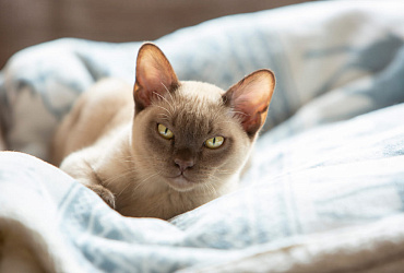 Болезни бурманских кошек: основные симптомы, методы лечения и рекомендации по профилактике