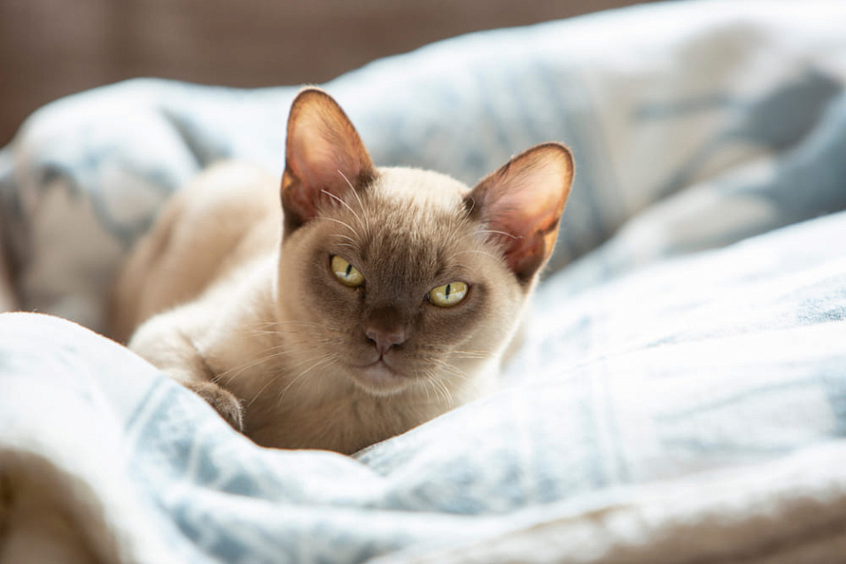 Болезни бурманских кошек: основные симптомы, методы лечения и рекомендации по профилактике