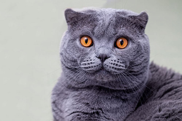 Сколько весит шотландская вислоухая кошка?