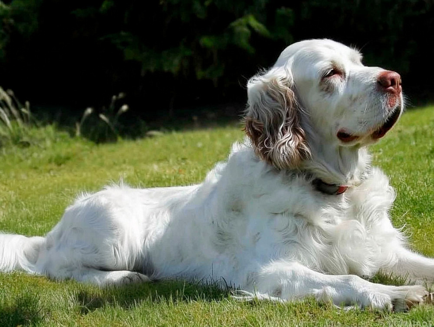 Кламбер-спаниель лежит на зеленой траве