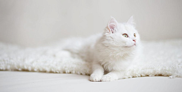 Породы кошек с белым окрасом