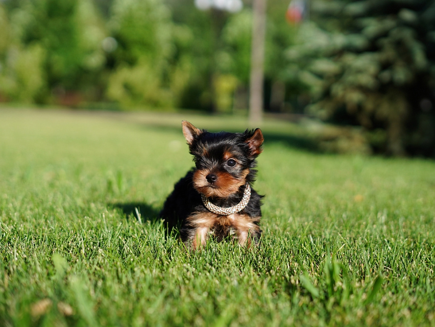 Щенок черного йорка на траве
