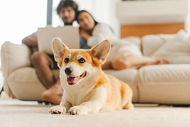 Болезни корги: симптоматика и лечение