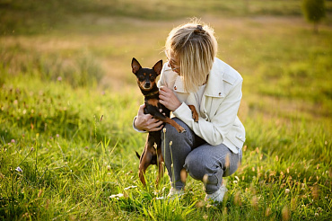 Сколько живут русские той-терьеры – средняя продолжительность жизни и рекомендации по ее увеличению