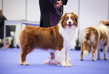 Выставка «Лучшие собаки и кошки России» в Москве