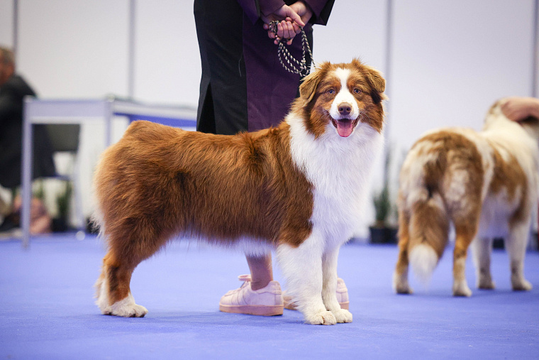 Выставка «Лучшие собаки и кошки России» в Москве
