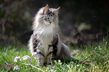 Вязка мейн-куна – как правильно вязать породу