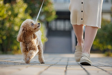 Сколько длится беременность у мальтипу, этапы и помощь собаке в этот период