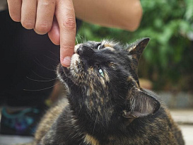 Как отучить кусаться кота или котенка