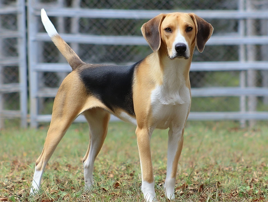 Охотничья порода собак с висячими ушами пятнистого окраса