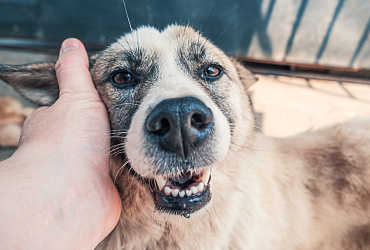 WOOF-фестиваль в Самаре: возьми питомца из приюта