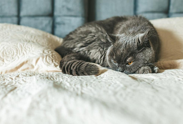 Почему британские кошки злые – стереотип или реальность? 