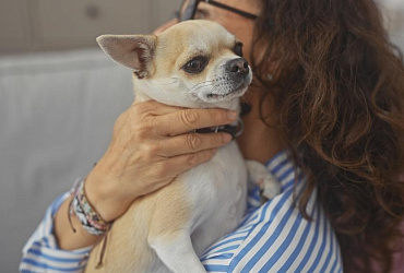 Чихуахуа – гипоаллергенная порода или нет?