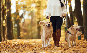 В Подмосковье усилили контроль за выгулом собак: выписаны штрафы на сотни тысяч рублей