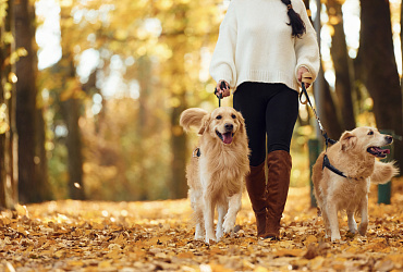 В Подмосковье усилили контроль за выгулом собак: выписаны штрафы на сотни тысяч рублей