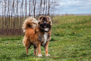 Сколько весит кавказская овчарка?