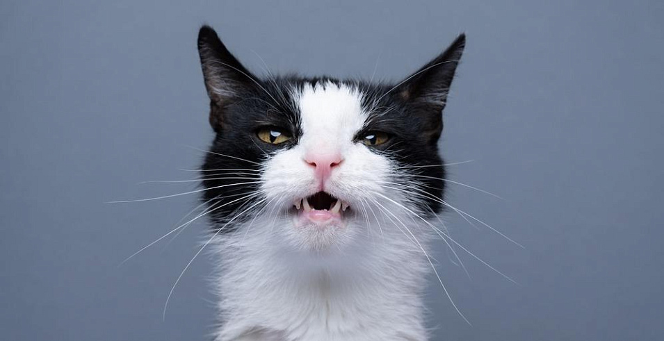 Почему у кошки опухла губа