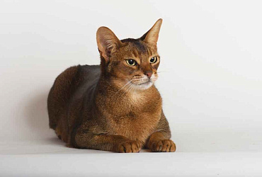 Болезни абиссинских кошек: симптомы и лечение